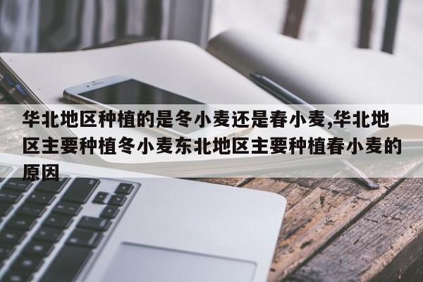 华北地区种植的是冬小麦还是春小麦,华北地区主要种植冬小麦东北地区主要种植春小麦的原因