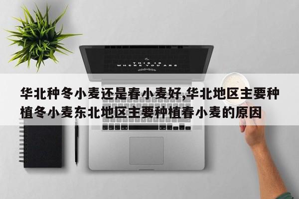 华北种冬小麦还是春小麦好,华北地区主要种植冬小麦东北地区主要种植春小麦的原因